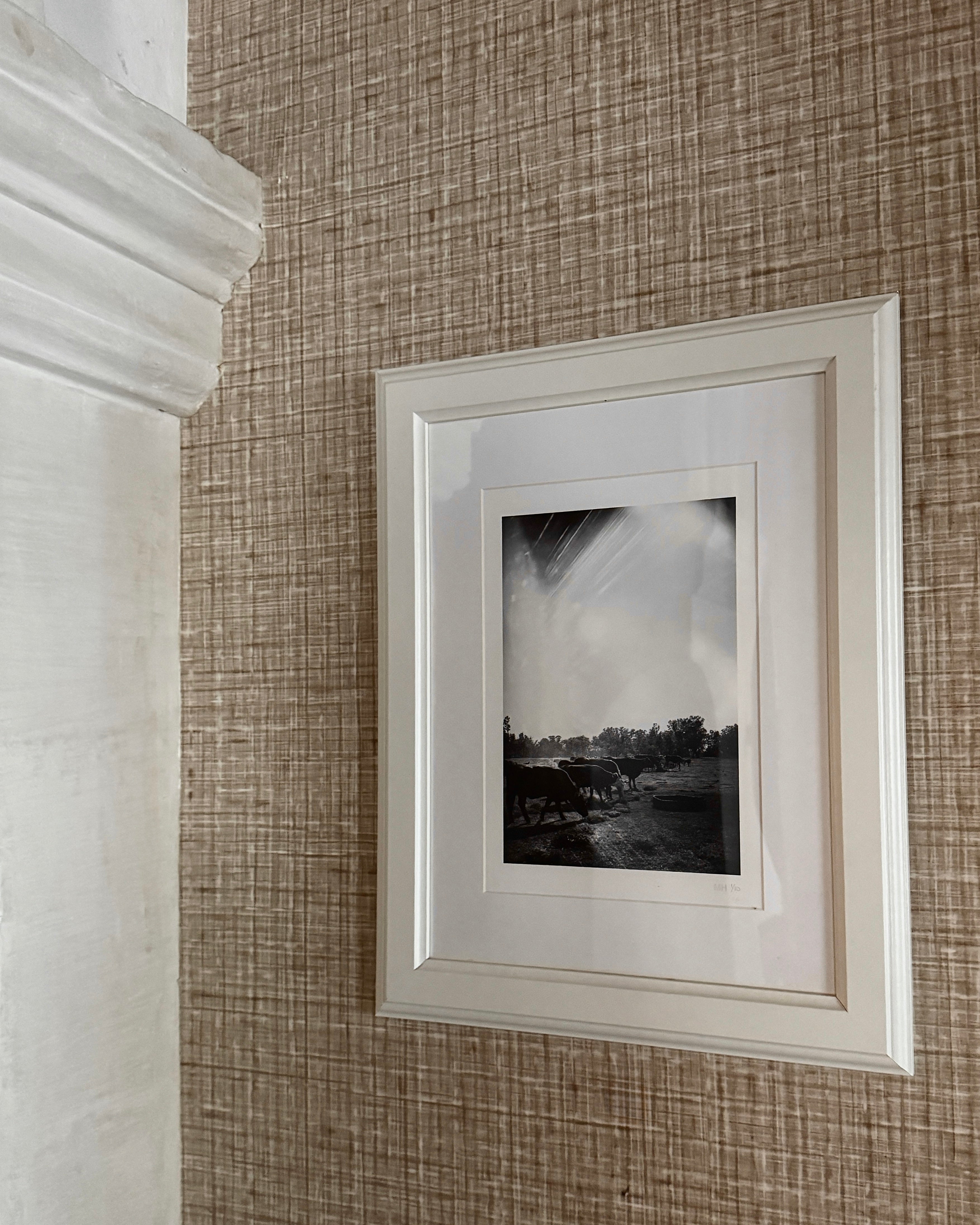 Cows by Maree Homer, Photography