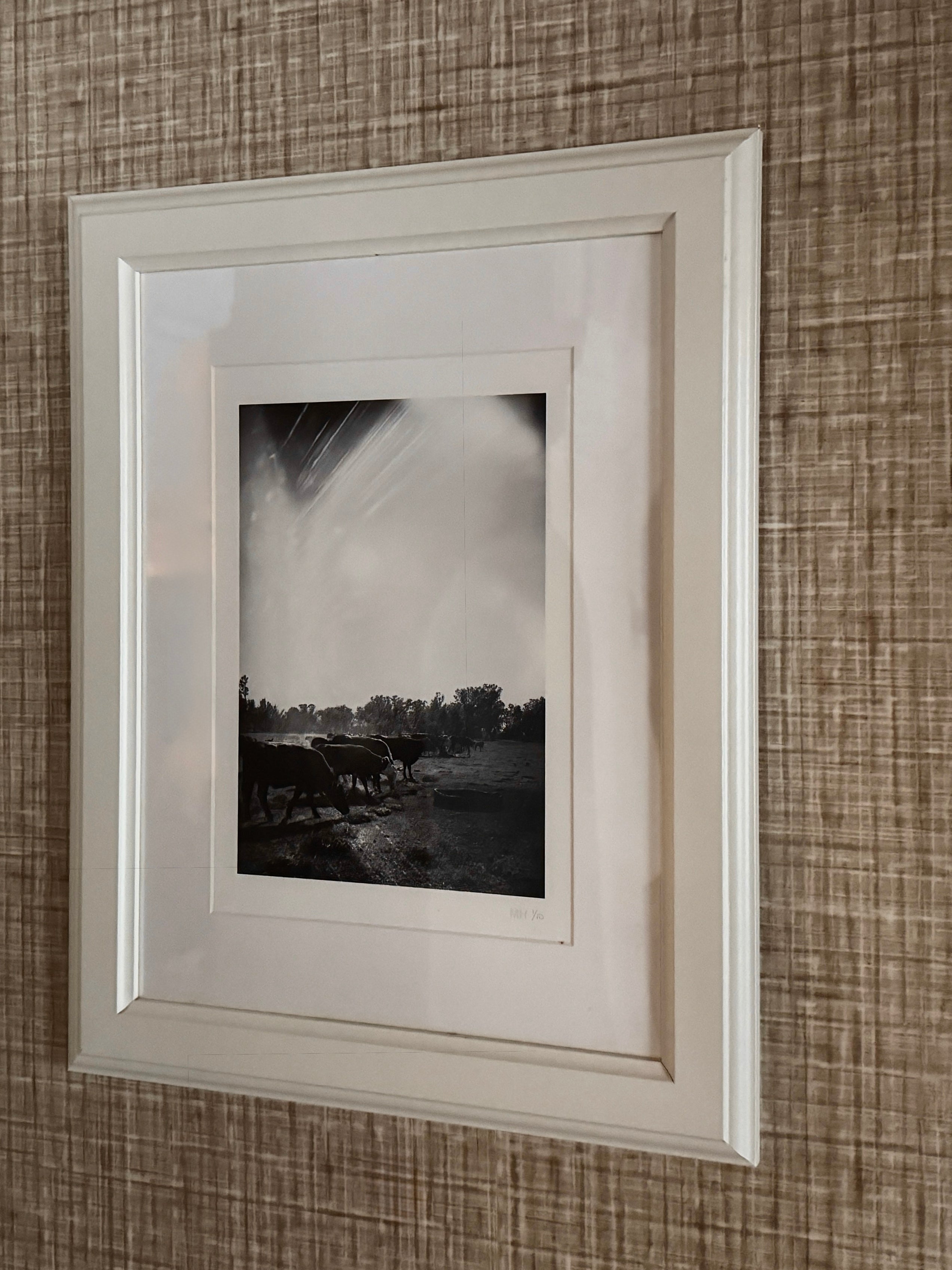 Cows by Maree Homer, Photography