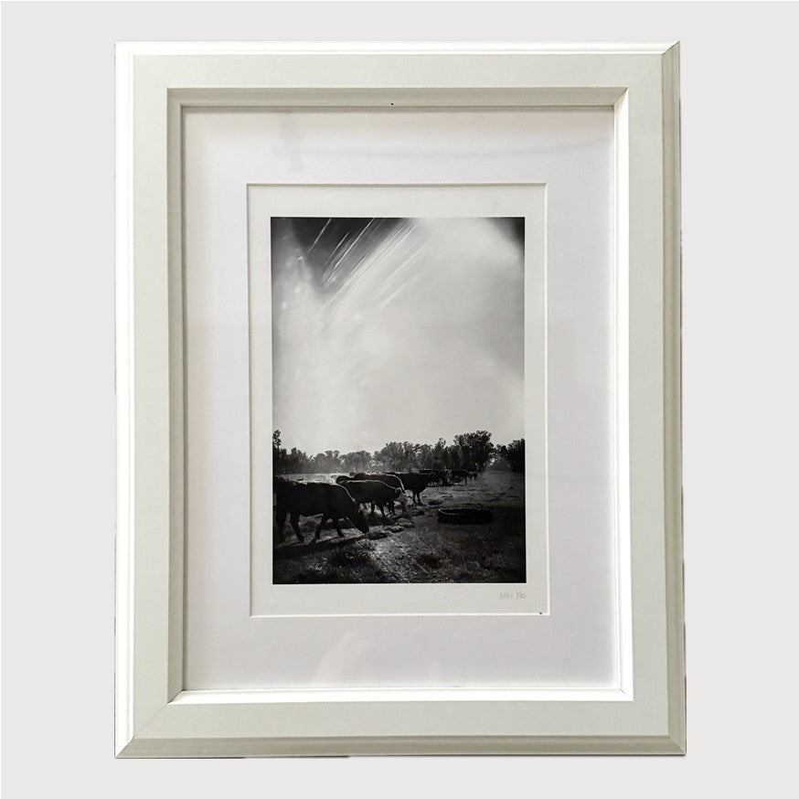 Cows by Maree Homer, Photography