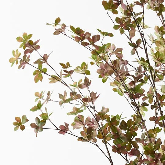 Macedon Tree