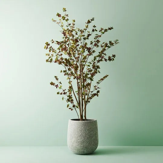 Macedon Tree