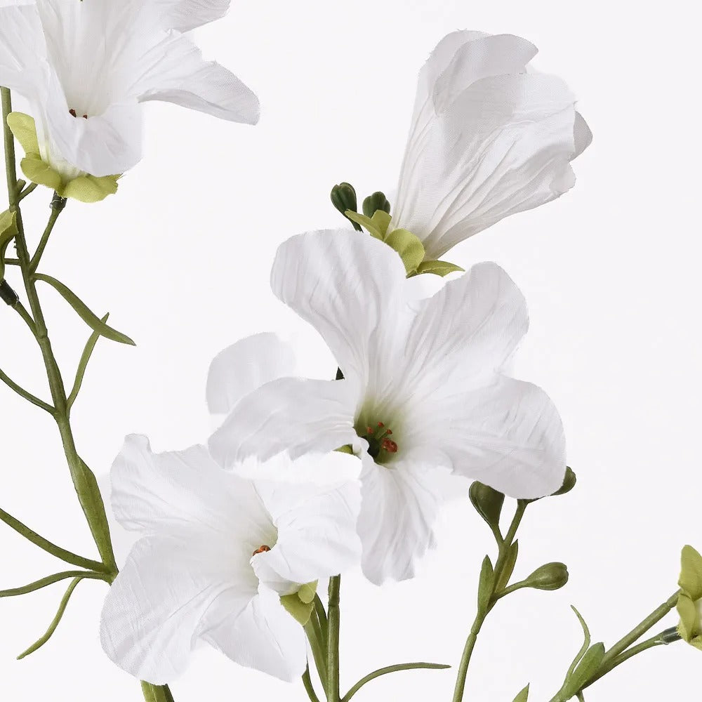 Petunia Spray White
