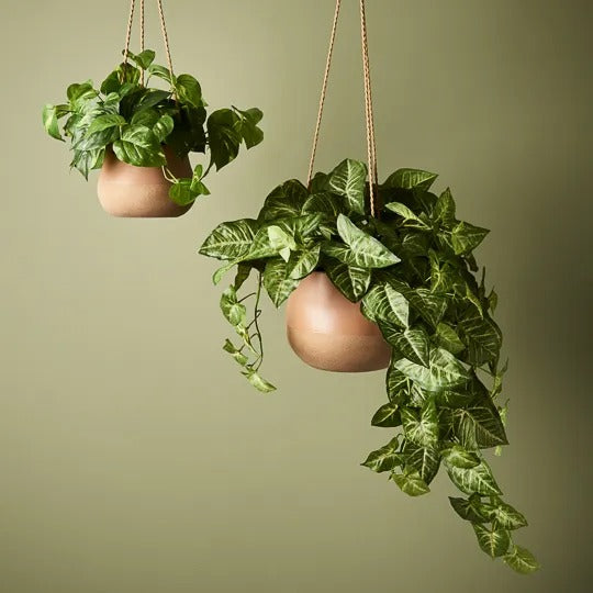 Syngonium Hanging Bush in Pot