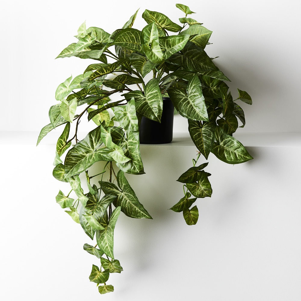 Syngonium Hanging Bush in Pot