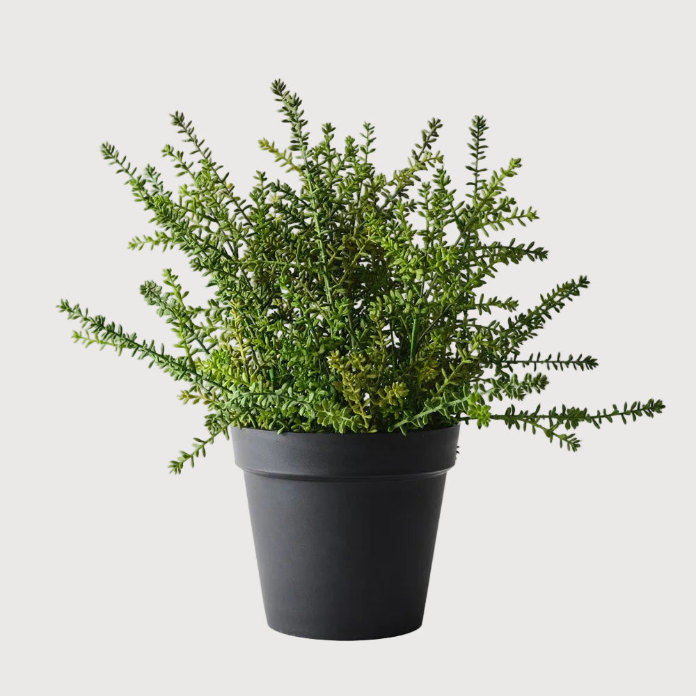 Artificial Sedum plant from Floral Interiors with green succulent leaves in a realistic arrangement.