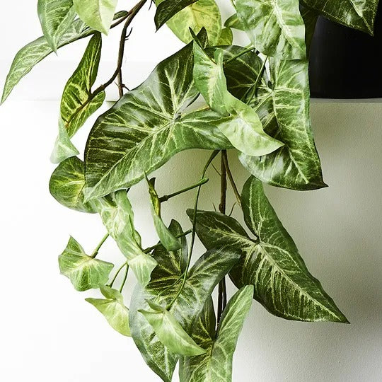 Syngonium Hanging Bush in Pot