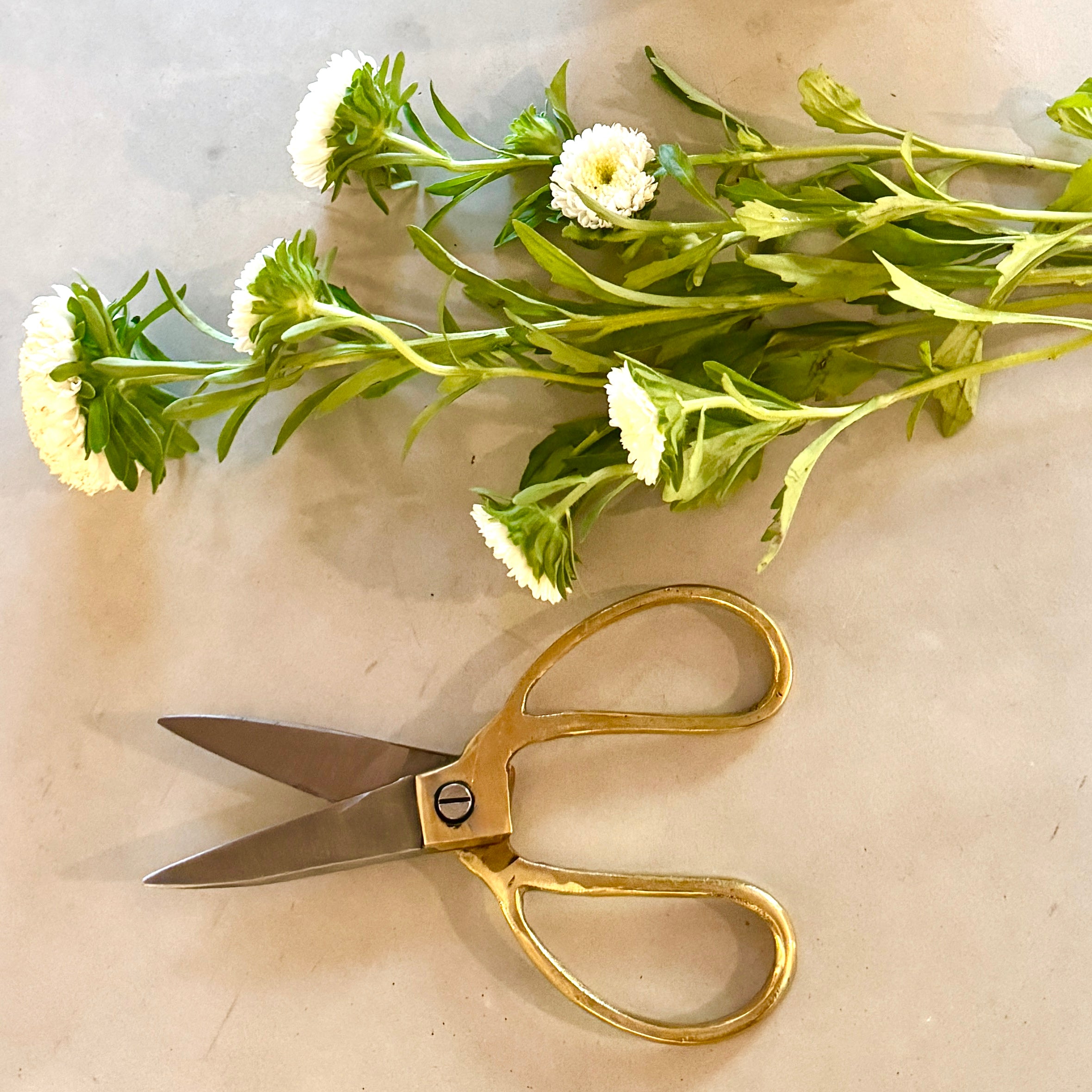 Bonsai Scissors