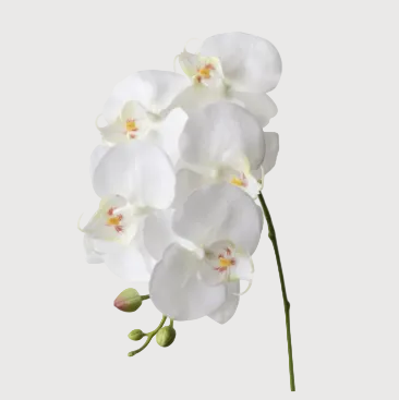 Orchid Phalaenopsis Spray 70cm