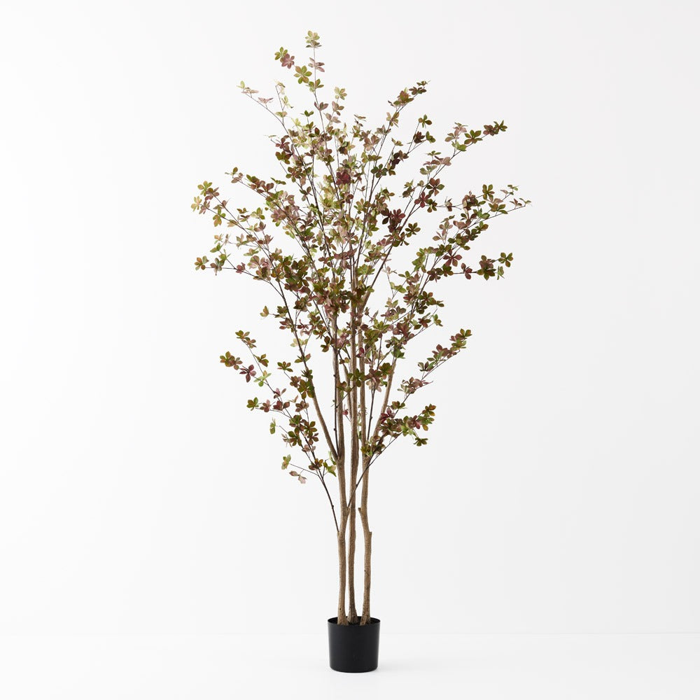 Macedon Tree