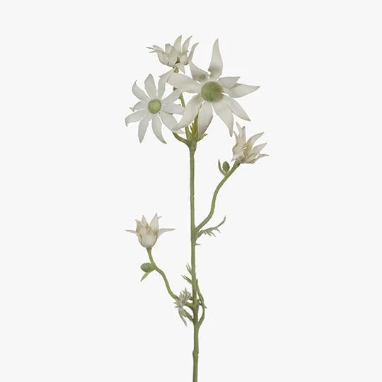 Flannel Flower plant by Floral Interiors, 78cm tall, with soft, fluffy white and yellow blooms on green foliage.
