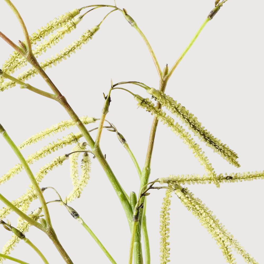 Artificial Amaranthus spray from Floral Interiors featuring vibrant, realistic green and red leaves and delicate flower clusters.