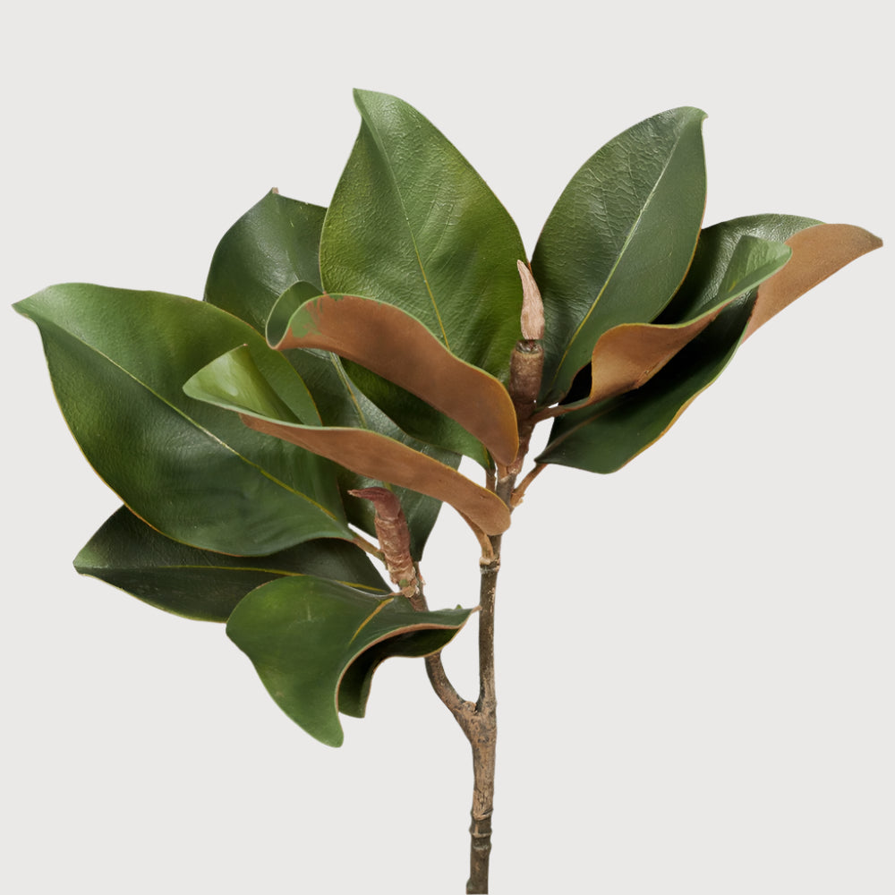 Magnolia Foliage 63cm
