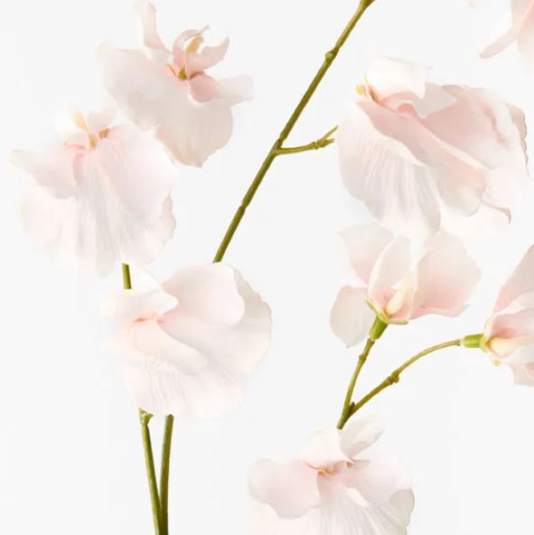 Sweet Pea Spray
